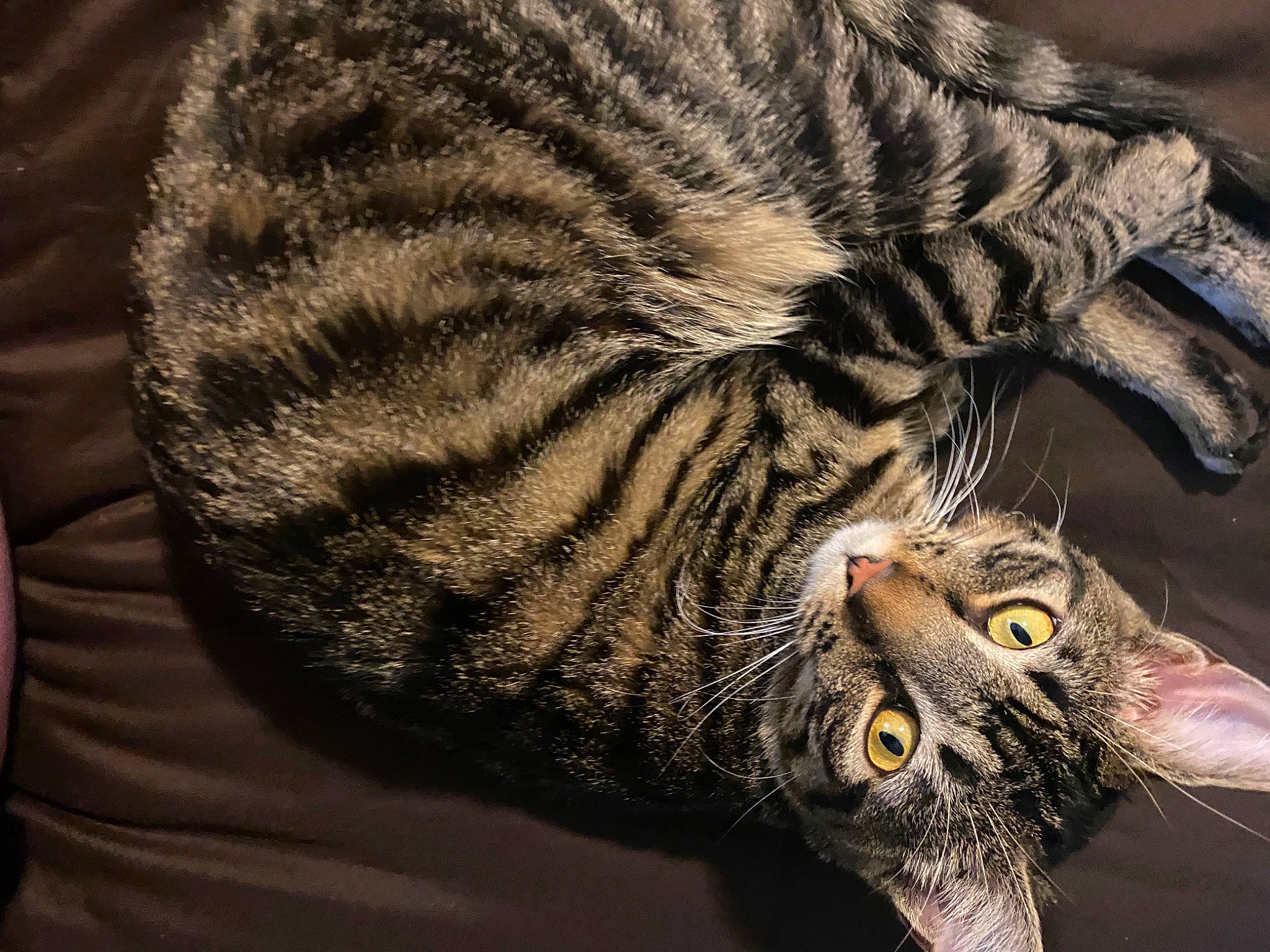 Gizmo is registered to the contest to win money with this photo: carnivore, cat, claw, close_up, domestic_short_haired_cat, eye, felidae, fur, paw, small_to_medium_sized_cats, snout, tail, terrestrial_animal, whiskers, wildlife