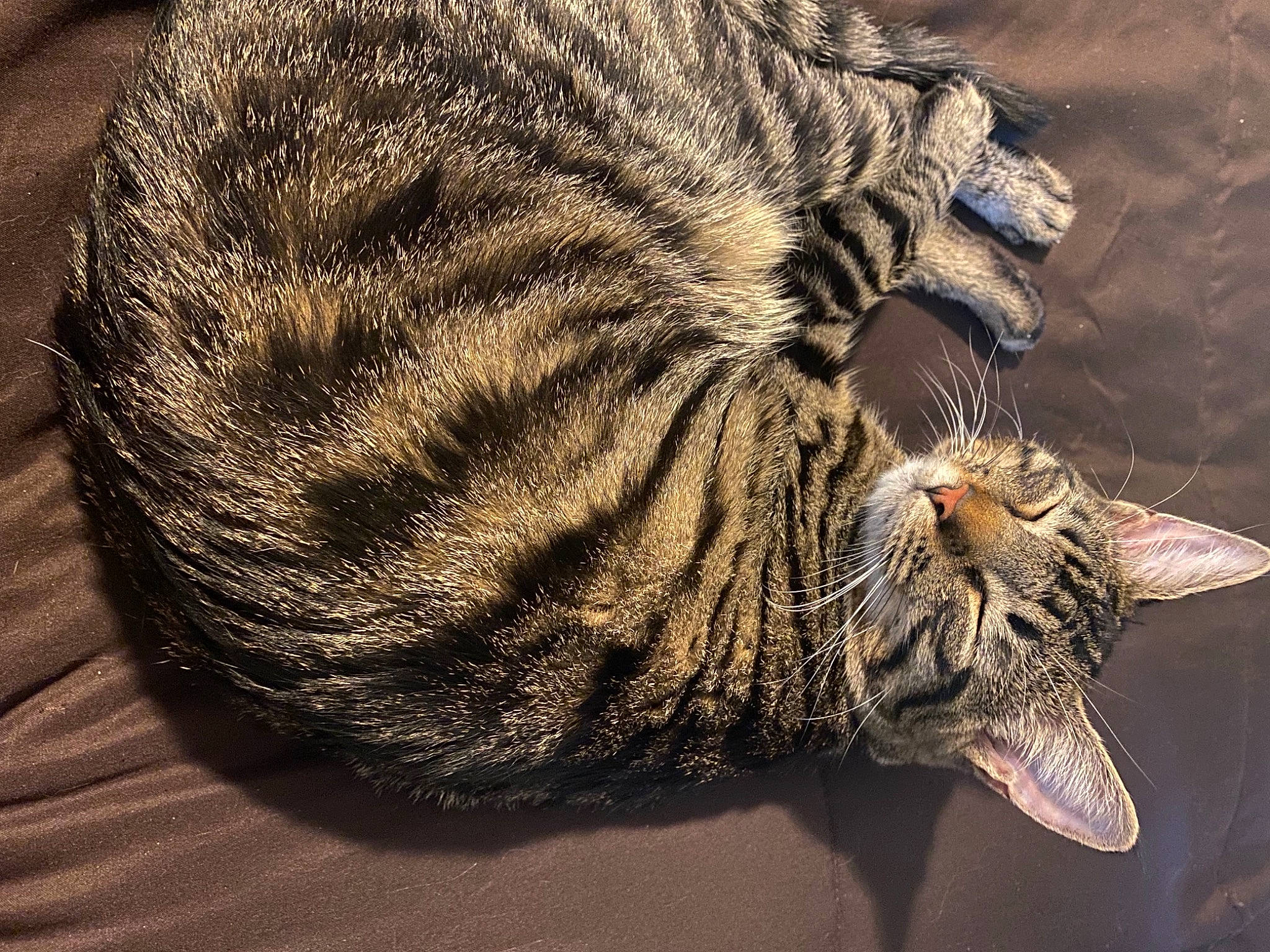Gizmo is registered to the contest to win money with this photo: carnivore, cat, claw, domestic_short_haired_cat, felidae, fur, paw, small_to_medium_sized_cats, snout, tail, terrestrial_animal, water, whiskers, wildlife