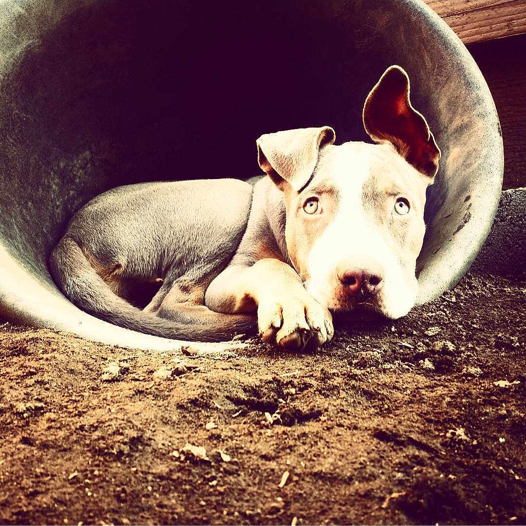 Athenna is registered to the contest to win money with this photo: animal, architecture, bucket, bulldog, canine, dog, face, head, hound, outdoors, person, pet, photography, pig, pitbull, portrait, puppy, snout, soil, whitedog