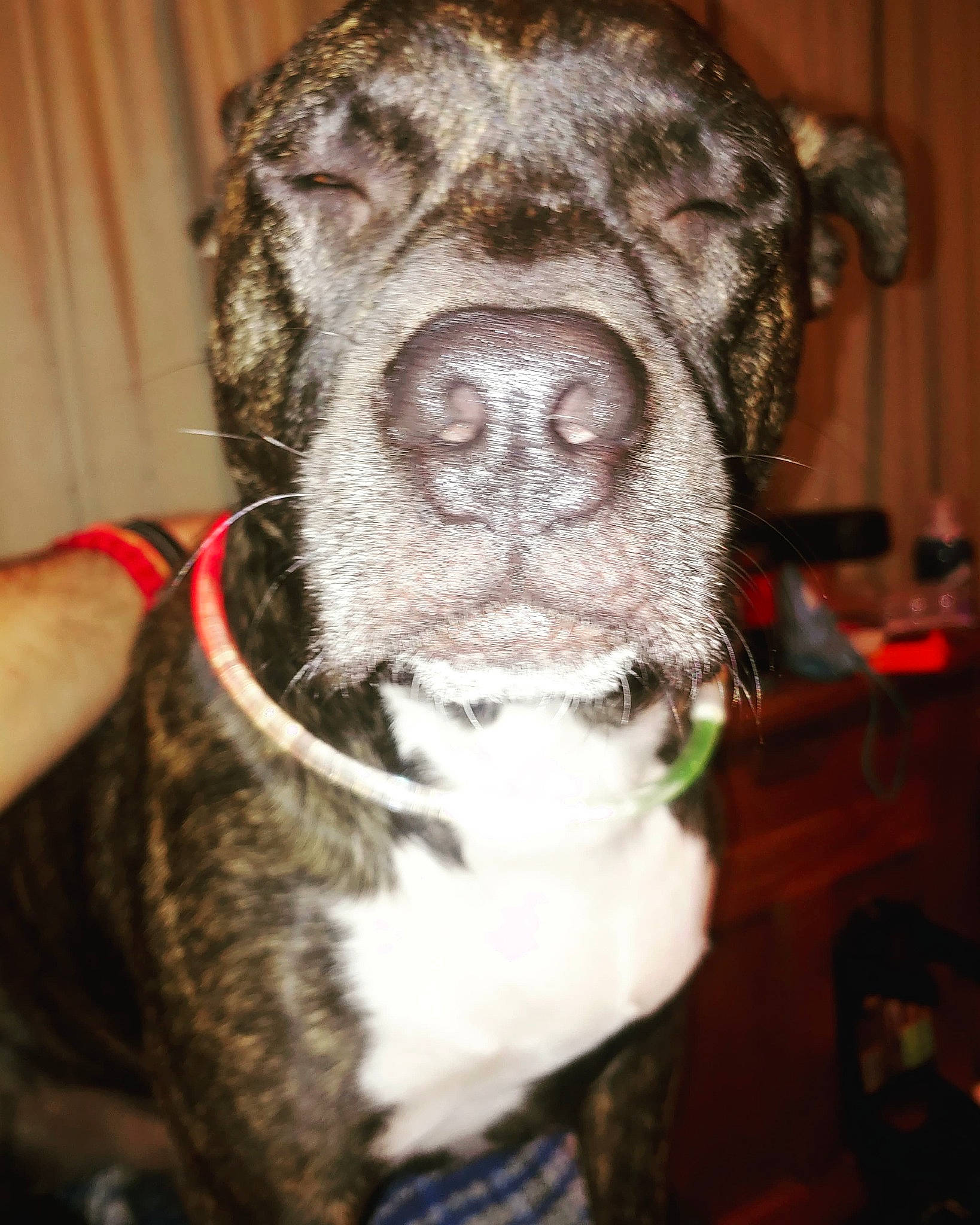 Dorian is registered to the contest to win money with this photo: canidae, carnivore, collar, companion_dog, dog, dog_breed, dog_collar, ear, fawn, fur, jaw, liver, snout, sporting_group, tail, terrestrial_animal, textile, whiskers, working_animal, wrinkle