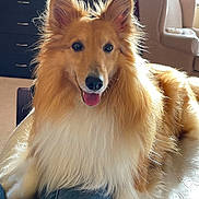 Skippy joined the competition — help win amazing prizes! animal, canine, companion, couch, dog, domestic_animal, ears, fluffy, fur, furniture, happy, indoor, leisure, light, living_room, pet, portrait, relaxed, shetland_sheepdog, tongue_out