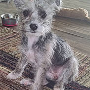 Sophia is registered to the contest to win money with this photo: dog, puppy, bow, pet_bowl, rug, floor, indoor, fur, ears, eyes, nose, pet_bed, wood_floor, canine, animal, cute, small_dog, sitting, looking_at_camera, domestic_pet