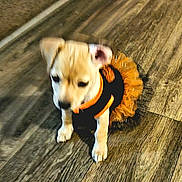 Cha Cha joined the competition — help win amazing prizes! puppy, dog, pet, costume, clothing, indoor, wooden_floor, small_dog, cute, young, animal, standing, blurred, orange, black, flooring, domestic, canine, tiny, adorable