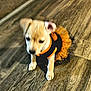 puppy, dog, pet, costume, clothing, indoor, wooden_floor, small_dog, cute, young, animal, standing, blurred, orange, black, flooring, domestic, canine, tiny, adorable