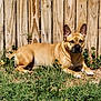 Nala joined the competition — help win amazing prizes! dog, tan_dog, grass, wooden_fence, outdoor, pet, canine, sunlight, resting, animal, nature, fur, ears, snout, paw, backyard, summer, relaxed, domestic_animal, mammal