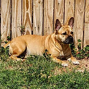 Nala joined the competition — help win amazing prizes! dog, tan_dog, outdoor, grass, wooden_fence, sunlight, pet, animal, canine, resting, ears, quiet, nature, fur, watchful, daytime, backyard, relaxed, mammal, companion