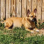 dog, tan_dog, outdoor, grass, wooden_fence, sunlight, pet, animal, canine, resting, ears, quiet, nature, fur, watchful, daytime, backyard, relaxed, mammal, companion