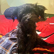 Bonnie joined the competition — help win amazing prizes! dog, black_dog, pet, bed, plaid, blanket, indoor, animal, fur, cute, small_dog, canine, resting, looking, ears, face, fur_texture, domestic_animal, cozy, home