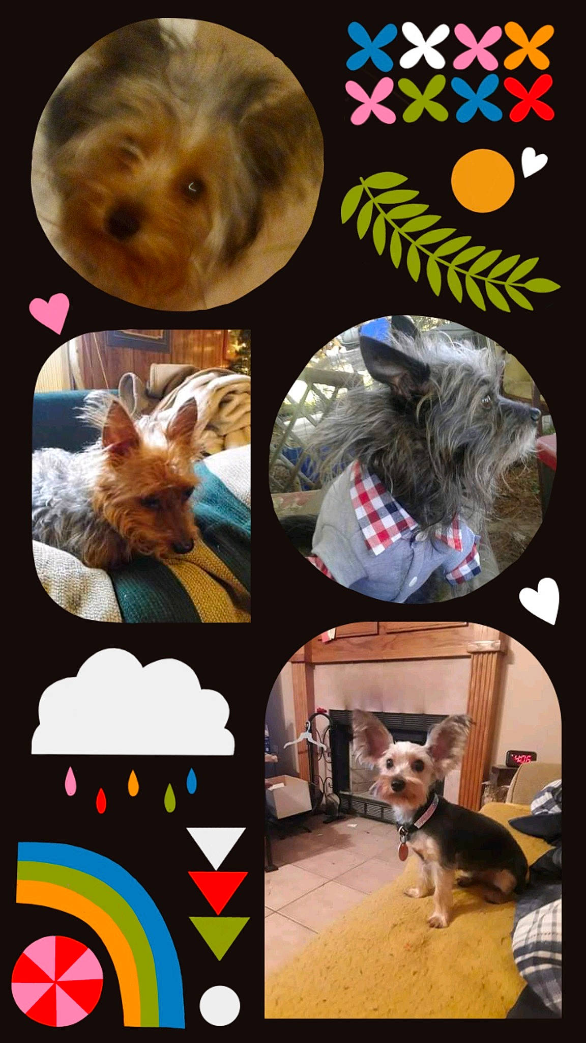 Ruby joined the competition — help win amazing prizes! art, carnivore, collage, collar, companion_dog, dog, dog_breed, dog_collar, dog_supply, fashion_accessory, fawn, fictional_character, font, fur, mammal, pet_supply, photo_caption, tail, toy_dog, vertebrate