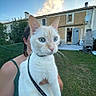 cat, white_cat, blue_eyes, pet, animal, outdoor, garden, backyard, person, holding, house, grass, leash, summer, daylight, feline, curious, closeup, portrait, nature