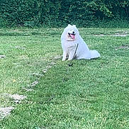 Volt a rejoint le concours — aidez-le/la à gagner de superbes lots ! animal, bushes, canine, daylight, dog, field, fluffy, grass, greenery, happy, leash, nature, outdoor, panting, park, pet, sitting, summer, tongue_out, white_dog
