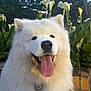 Volt participe au concours pour gagner de l'argent avec cette photo : animal, brick_wall, calla_lily, closeup, cute, dog, flower, fluffy, garden, greenery, happy, nature, outdoor, pet, portrait, samoyed, smile, sunlight, tongue_out, white_fur