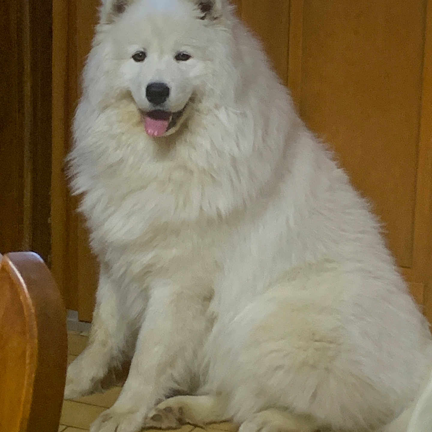 Volt a rejoint le concours — aidez-le/la à gagner de superbes lots ! angora, animal, arcticfox, canine, cat, dog, eskimodog, fox, husky, pet, puppy, whitedog, wolf