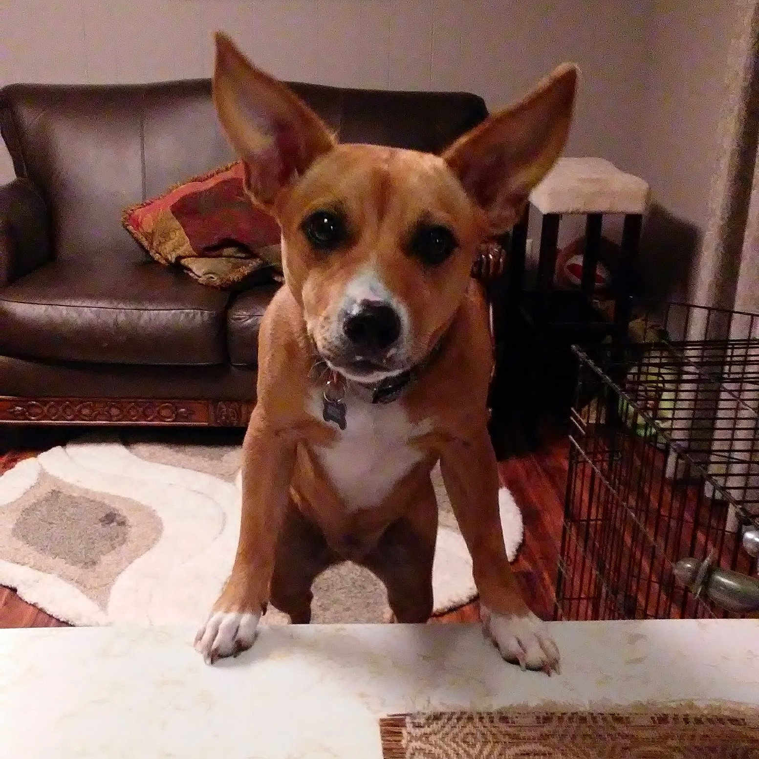 Pheeny is registered to the contest to win money with this photo: animal, brown_dog, collar, couch, countertop, curious, decor, dog, dog_crate, ears, furniture, home, indoor, living_room, looking, pet, rug, table, white_paws, wooden_floor