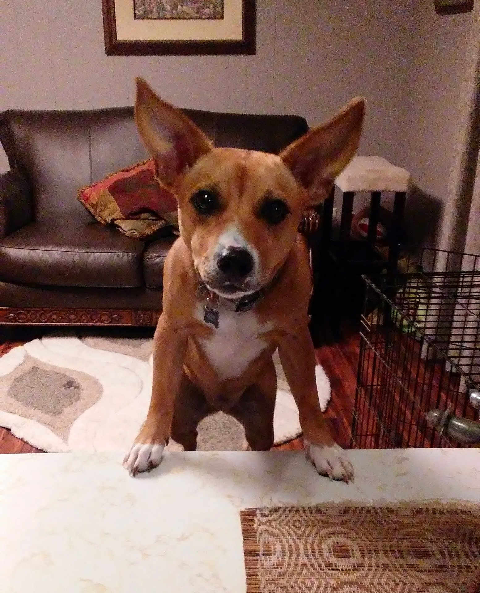 Pheeny is registered to the contest to win money with this photo: dog, ears, indoor, living_room, couch, rug, wooden_floor, dog_crate, countertop, curious, pet, brown_dog, white_paws, collar, home, furniture, table, decor, animal, looking