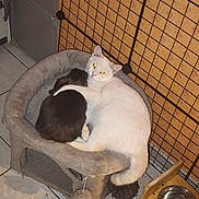 Angel participe au concours pour gagner de l'argent avec cette photo : cat, cats, white_cat, black_cat, pet_bed, tiled_floor, metal_bowl, wooden_bowl_holder, wire_grid, wallpaper, toy_mouse, pine_cone, kibble, floor, cuddling, sleeping, flash_eyes, indoor, pet, home_interior