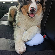 Ares participe au concours pour gagner de l'argent avec cette photo : dog, puppy, australian_shepherd, car_seat, toy, fluffy, pet, animal, indoor, window, seatbelt, black_seat, fur, cute, smiling, paw, relaxed, transport, vehicle, companion