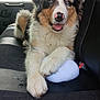 dog, puppy, australian_shepherd, car_seat, toy, fluffy, pet, animal, indoor, window, seatbelt, black_seat, fur, cute, smiling, paw, relaxed, transport, vehicle, companion