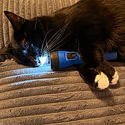 Jack is registered to the contest to win money with this photo: cat, tuxedo_cat, sleeping, black_and_white, pet, animal, whiskers, paws, pink_nose, blue_flashlight, flashlight, blanket, indoors, cozy, relaxed, resting, closeup, fur, dramatic_lighting, funny