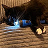 cat, tuxedo_cat, sleeping, black_and_white, pet, animal, whiskers, paws, pink_nose, blue_flashlight, flashlight, blanket, indoors, cozy, relaxed, resting, closeup, fur, dramatic_lighting, funny