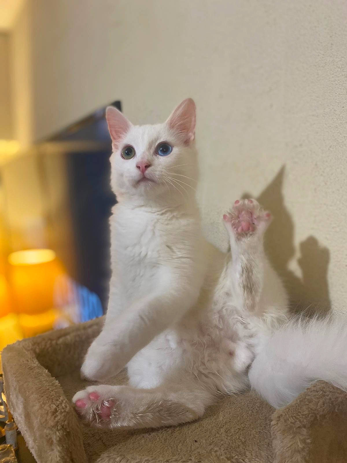 Diamond a rejoint le concours — aidez-le/la à gagner de superbes lots ! carnivore, cat, cat_supply, comfort, domestic_short_haired_cat, fawn, felidae, fur, paw, small_to_medium_sized_cats, snout, tail, whiskers