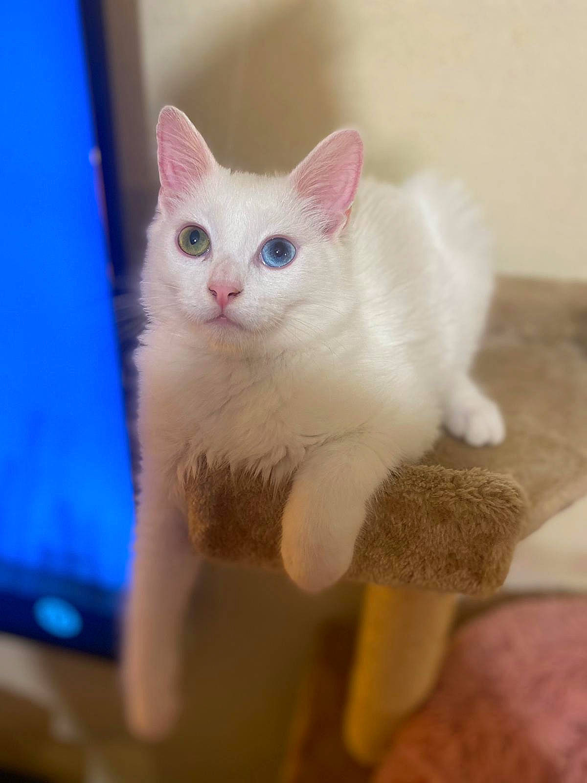 Diamond a rejoint le concours — aidez-le/la à gagner de superbes lots ! carnivore, cat, domestic_short_haired_cat, eye, fawn, felidae, fur, head, paw, small_to_medium_sized_cats, snout, tail, whiskers