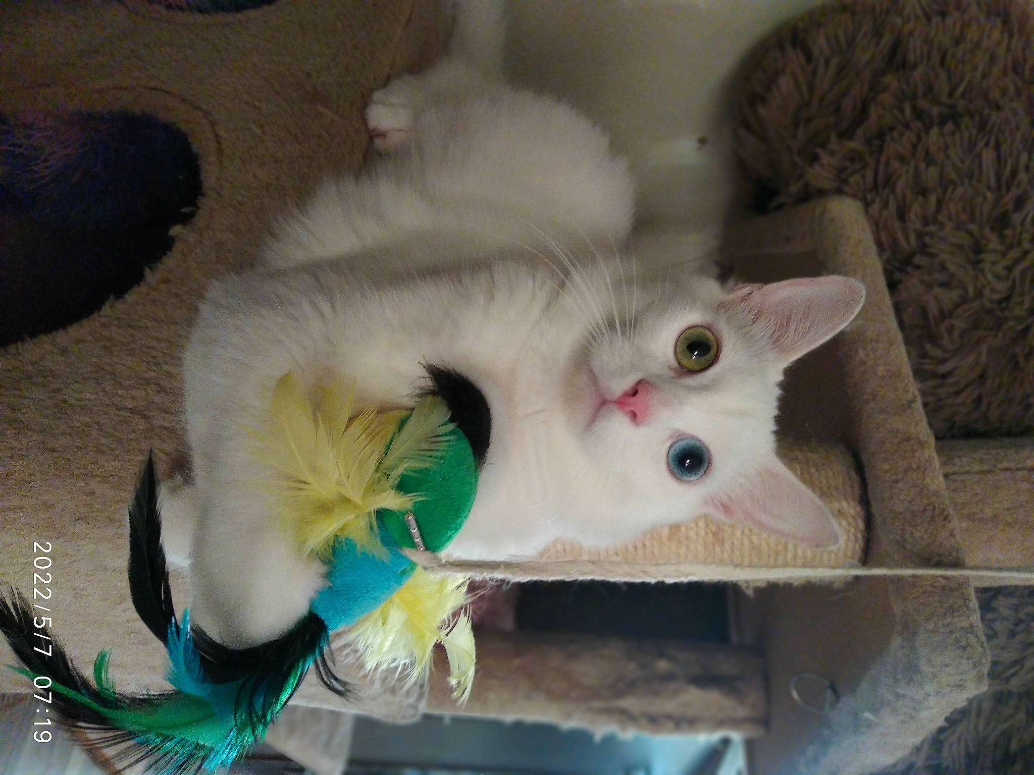 Diamond a rejoint le concours — aidez-le/la à gagner de superbes lots ! carnivore, cat, claw, domestic_short_haired_cat, fawn, felidae, fur, iris, paw, small_to_medium_sized_cats, snout, tail, whiskers