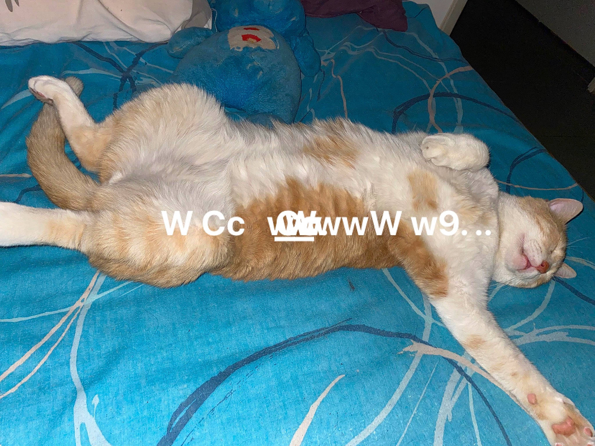 Tornade participe au concours pour gagner de l'argent avec cette photo : canidae, carnivore, cat, claw, comfort, companion_dog, dog_breed, domestic_short_haired_cat, fawn, felidae, foot, fur, linens, nap, paw, small_to_medium_sized_cats, snout, sporting_group, tail, whiskers