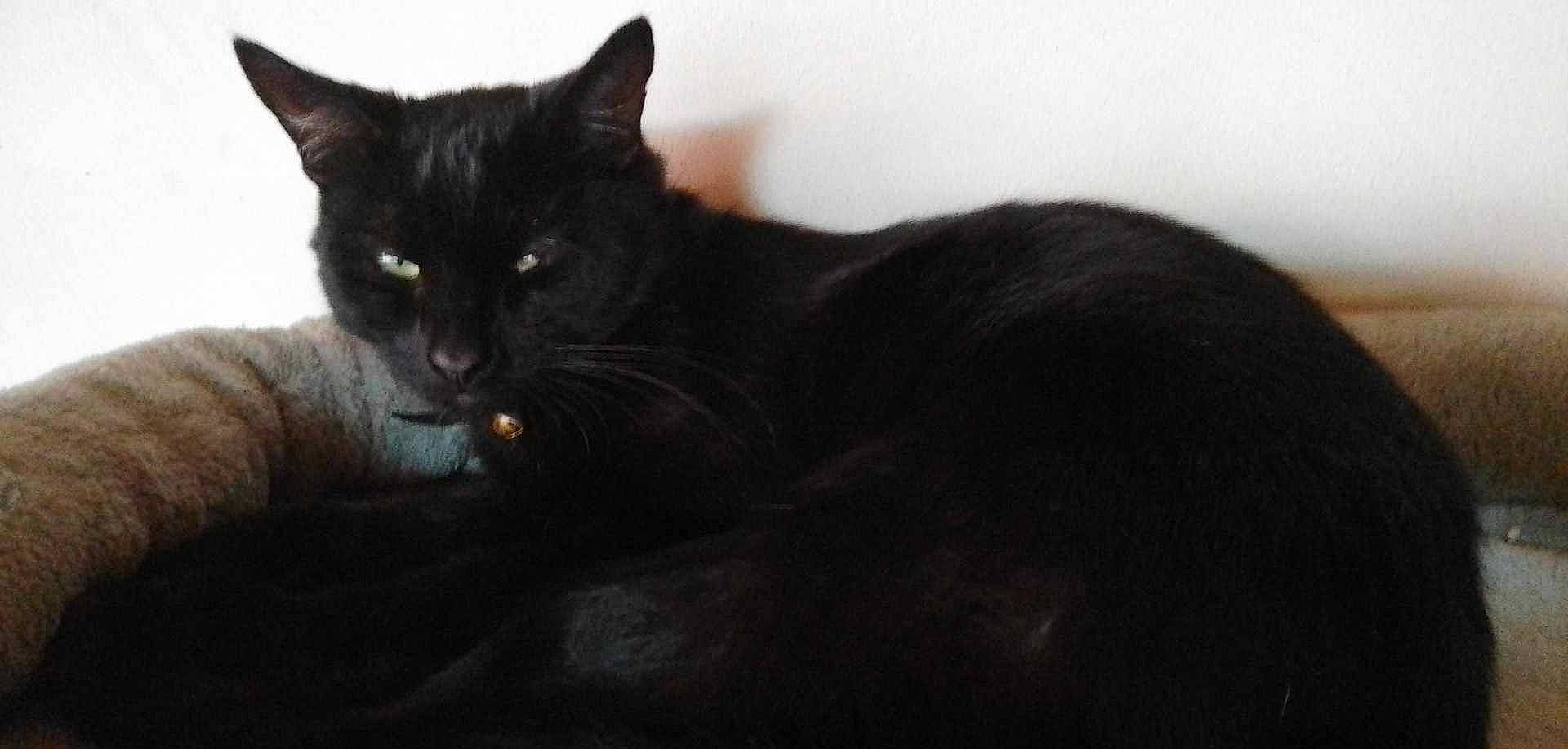 Malefice a rejoint le concours — aidez-le/la à gagner de superbes lots ! black_cat, bombay, carnivore, cat, comfort, domestic_short_haired_cat, felidae, fur, havana_brown, small_to_medium_sized_cats, snout, tail, terrestrial_animal, whiskers