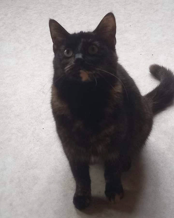 Bebelle a rejoint le concours — aidez-le/la à gagner de superbes lots ! black_cat, bombay, carnivore, cat, claw, domestic_short_haired_cat, felidae, flooring, fur, paw, small_to_medium_sized_cats, snout, tail, terrestrial_animal, whiskers, window