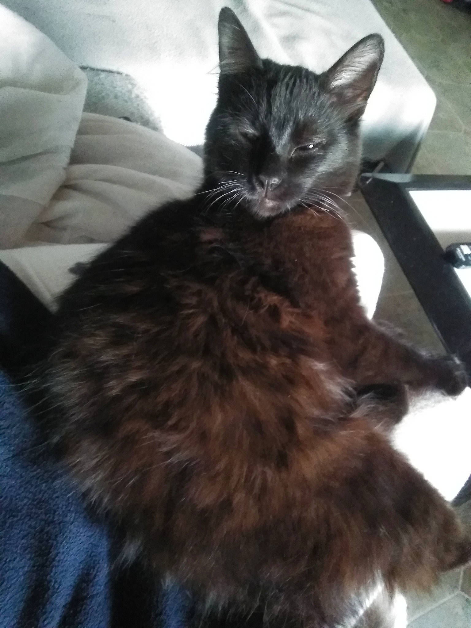 Démon participe au concours pour gagner de l'argent avec cette photo : black_cat, cat, cat_like_mammal, domestic_short_haired_cat, fur, kitten, maine_coon, small_to_medium_sized_cats, whiskers