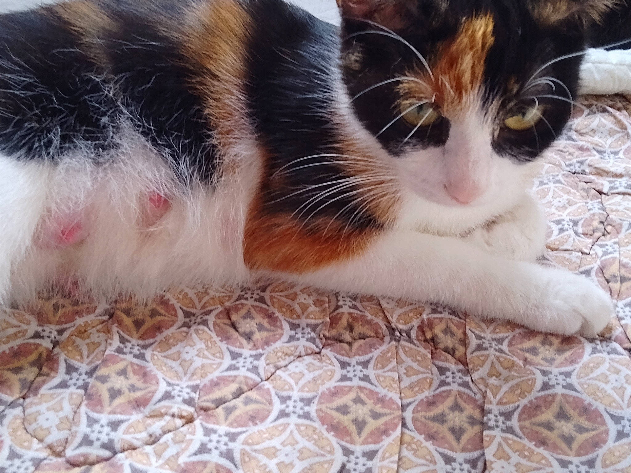 Mémère a rejoint le concours — aidez-le/la à gagner de superbes lots ! carnivore, carpet, cat, claw, close_up, domestic_short_haired_cat, fawn, felidae, flooring, foot, fur, grass, human_leg, pattern, paw, small_to_medium_sized_cats, snout, tail, whiskers, wood