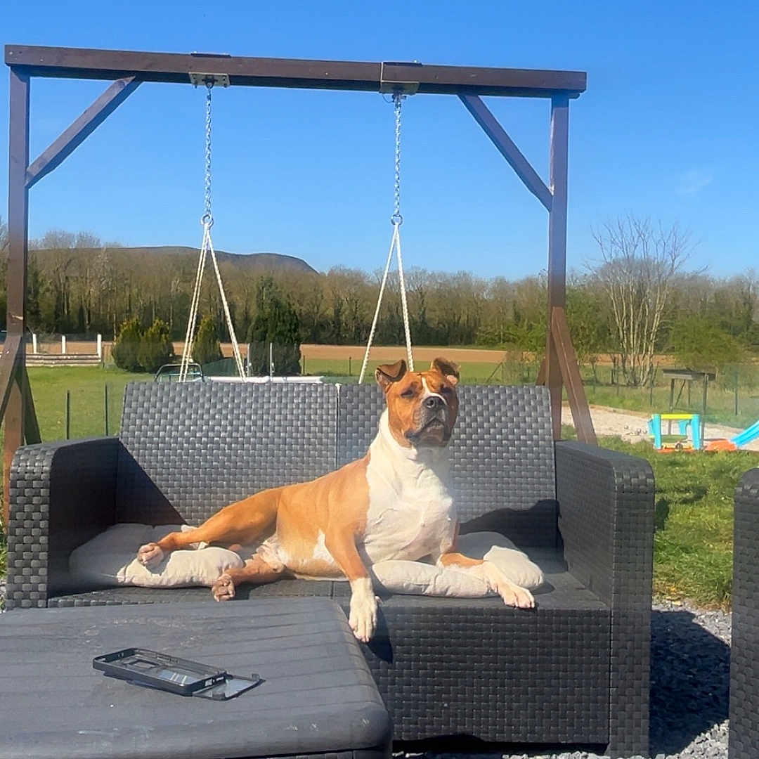 Cayenne participe au concours pour gagner de l'argent avec cette photo : animal, backyard, blue_sky, canine, cushion, daytime, dog, furniture, garden, grass, nature, outdoor, peaceful, pet, relaxing, resting, sofa, summer, sunny, wicker_furniture