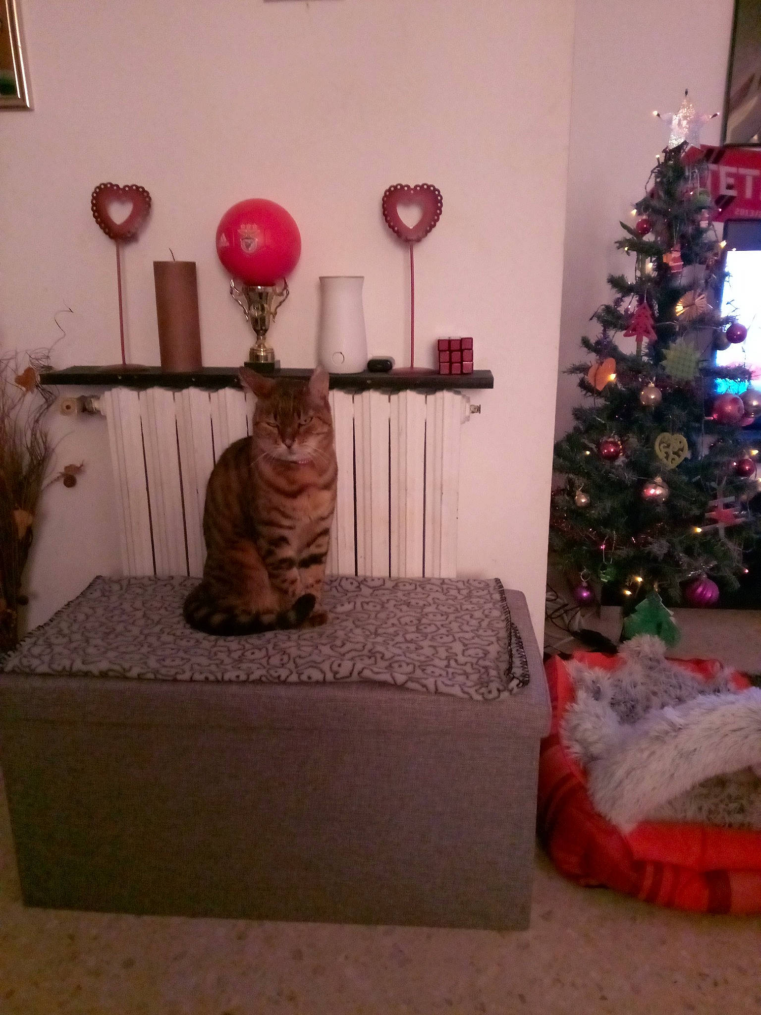 Java participe au concours pour gagner de l'argent avec cette photo : cat, christmas_ornament, christmas_tree, decoration, event, felidae, flooring, holiday_ornament, houseplant, interior_design, living_room, magenta, ornament, plant, room, small_to_medium_sized_cats, textile, tree, white, wood