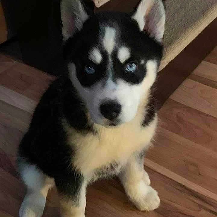 Trudy joined the competition — help win amazing prizes! canidae, carnivore, companion_dog, dog, dog_breed, flooring, fur, hardwood, plank, puppy, sled_dog, snout, sporting_group, tail, terrestrial_animal, varnish, wood, wood_stain, working_animal, working_dog