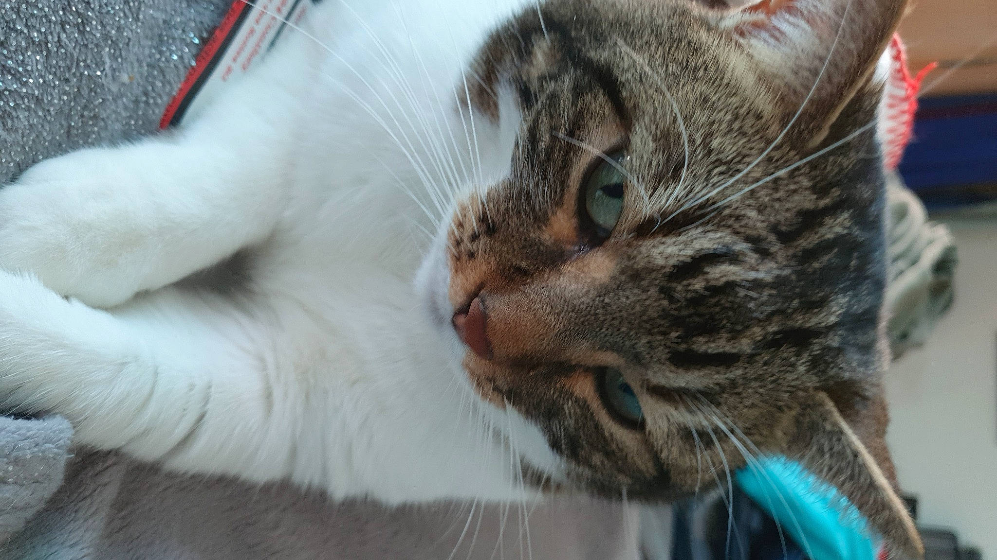 Baby participe au concours pour gagner de l'argent avec cette photo : carnivore, cat, claw, close_up, comfort, domestic_short_haired_cat, felidae, fur, grass, mammal, paw, small_to_medium_sized_cats, snout, terrestrial_animal, tree, whiskers