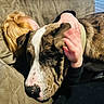 Rex is registered to the contest to win money with this photo: animal, brown, casual, child, close_up, comfort, couch, cozy, dog, fabric, friendship, furniture, hair, hand, indoor, pet, portrait, relaxation, snuggling, white