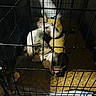 Rex is registered to the contest to win money with this photo: animal, cage, canine, crate, cushion, dog, floor, fur, indoor, light, metal_bars, paw, pet, relaxed, resting, shadow, sleeping, snout, wood_floor, yellow
