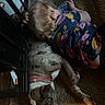 animal, blond_hair, bonding, carpet, child, collar, cozy, cute, dog, floor, floral_dress, friendship, indoor, pet, relaxing, resting, side_view, snuggling, toddler, warm_lighting