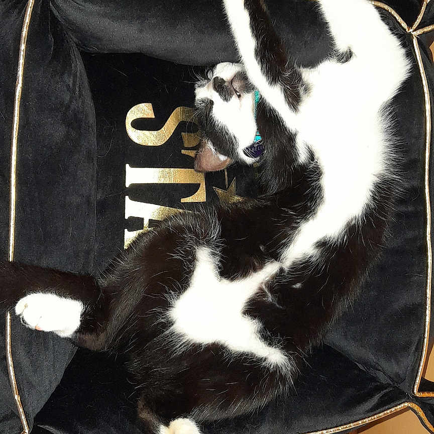 Rebelle a rejoint le concours — aidez-le/la à gagner de superbes lots ! animal, black_and_white, cat, chair, collar, comfort, cozy, cute, feline, fur, home, indoor, paws, pet, plush, relaxed, resting, stretching, tile_floor, upside_down