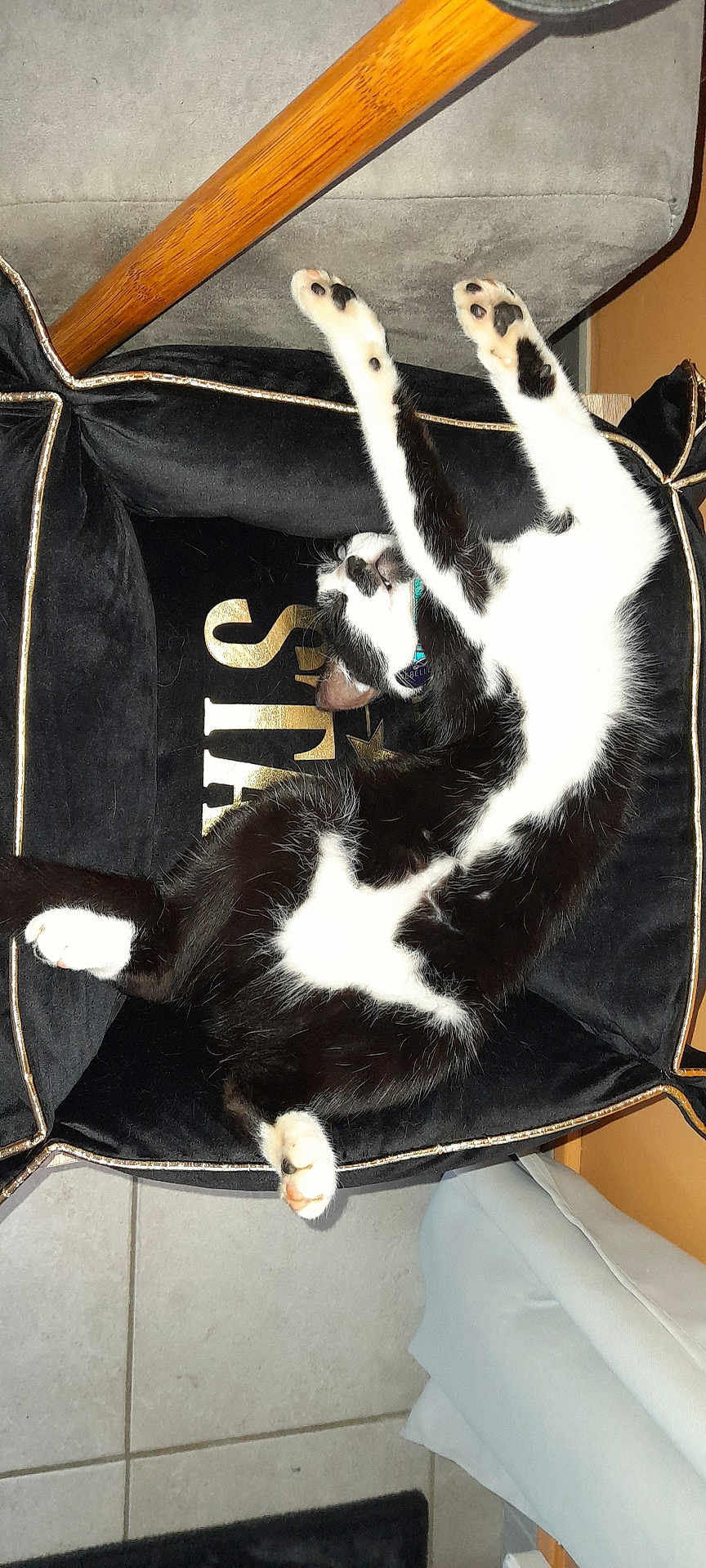 Rebelle a rejoint le concours — aidez-le/la à gagner de superbes lots ! cat, black_and_white, stretching, chair, plush, indoor, pet, relaxed, paws, fur, collar, tile_floor, home, feline, comfort, cute, animal, resting, upside_down, cozy
