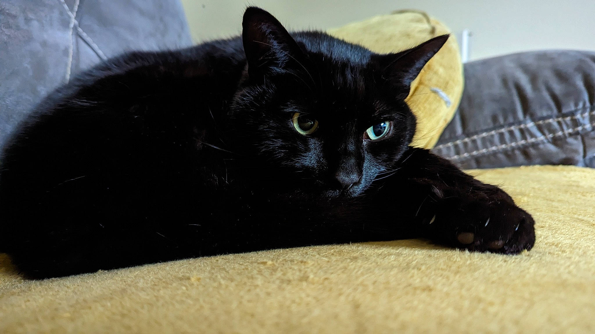 Thackeray Binx joined the competition — help win amazing prizes! black_cat, bombay, carnivore, cat, claw, comfort, domestic_short_haired_cat, felidae, fur, havana_brown, paw, small_to_medium_sized_cats, snout, tail, terrestrial_animal, whiskers