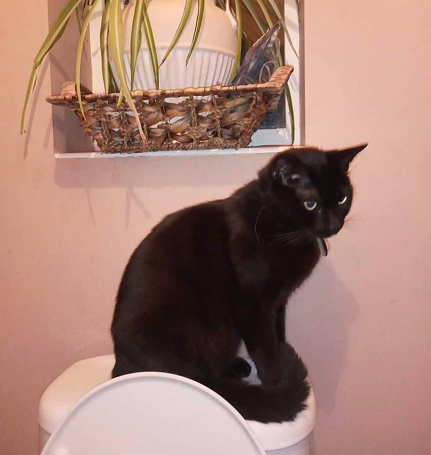 Thackeray Binx is registered to the contest to win money with this photo: basket, black_cat, bombay, carnivore, cat, cat_supply, chair, comfort, domestic_short_haired_cat, felidae, houseplant, pet_supply, small_to_medium_sized_cats, stairs, tail, twig, vertebrate, whiskers, window, wood