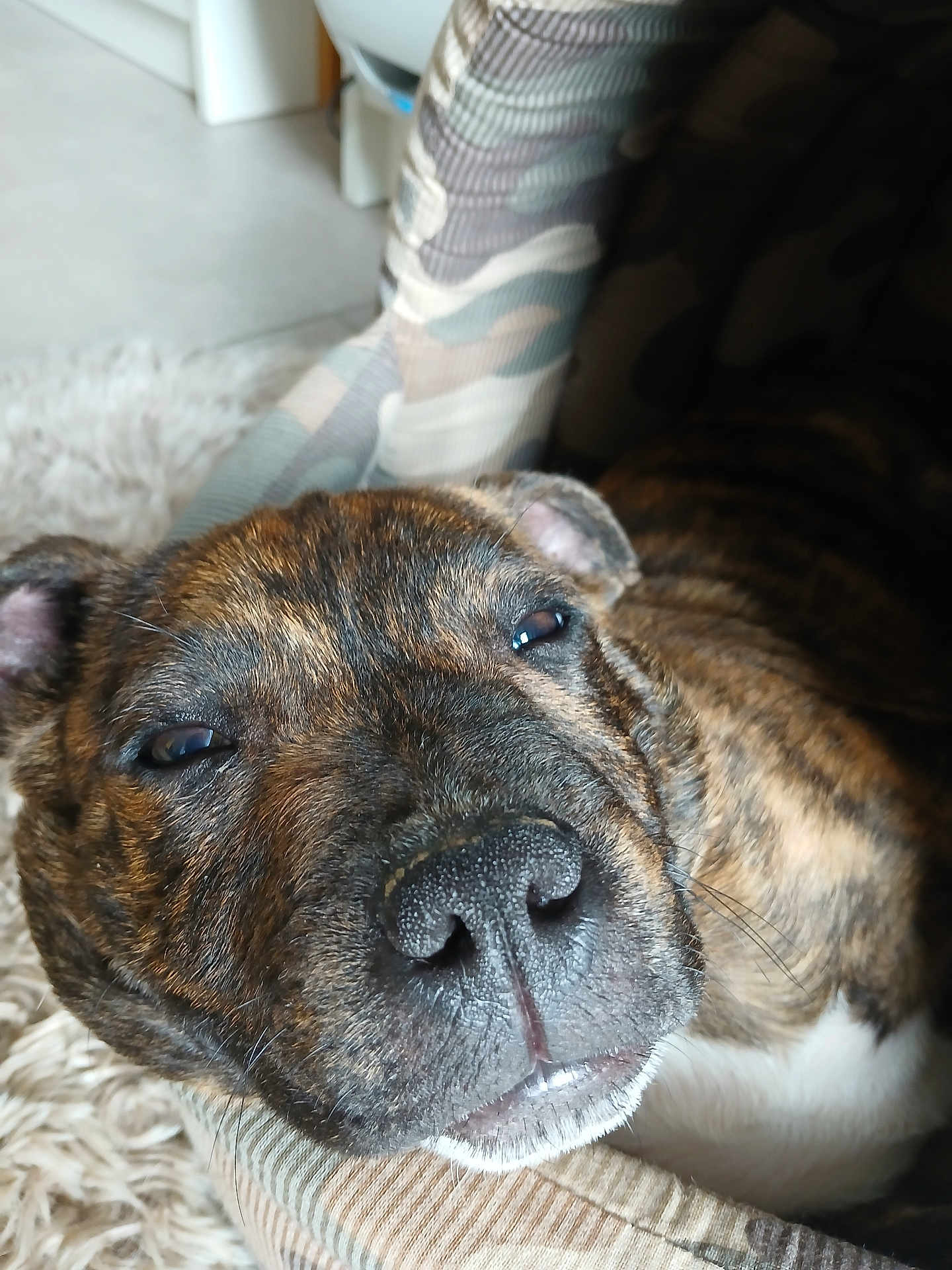 Elliot participe au concours pour gagner de l'argent avec cette photo : dog, close_up, sleepy, relaxed, indoor, furniture, chair, patterned, brown, black, white, fur, pet, animal, nose, face, whiskers, cozy, carpet, resting