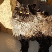 Zébulon participe au concours pour gagner de l'argent avec cette photo : asian_semi_longhair, british_semi_longhair, carnivoran, cat, cat_like_mammal, domestic_long_haired_cat, domestic_short_haired_cat, floor, fur, kitten, maine_coon, norwegian_forest_cat, persian, ragamuffin, small_to_medium_sized_cats, snout, whiskers