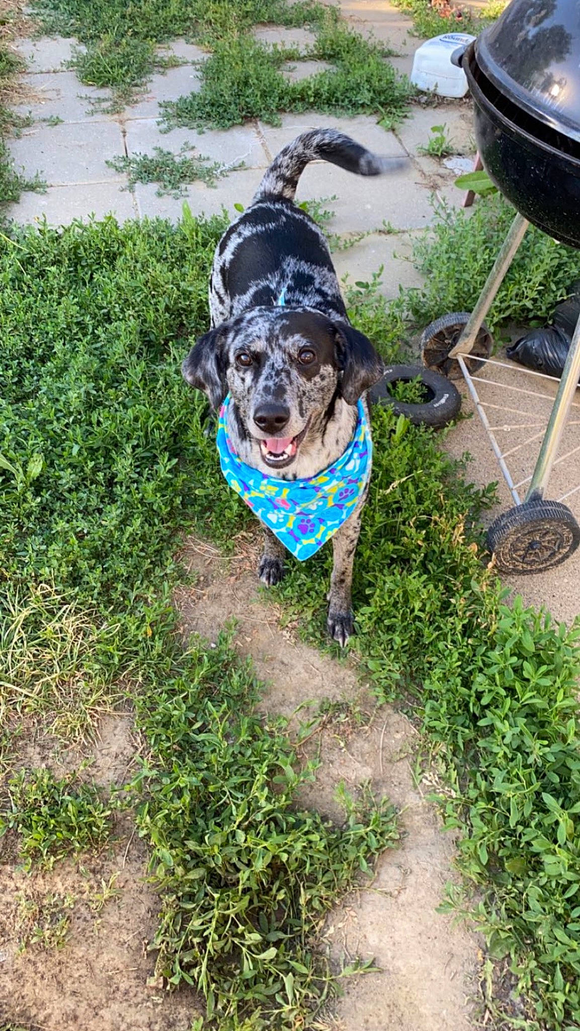 Millie is registered to the contest to win money with this photo: automotive_tire, bicycle_tire, canidae, carnivore, collar, companion_dog, dog, dog_breed, dog_collar, grass, leash, outdoor_furniture, plant, recreation, snout, soil, sporting_group, tail, tire, working_animal