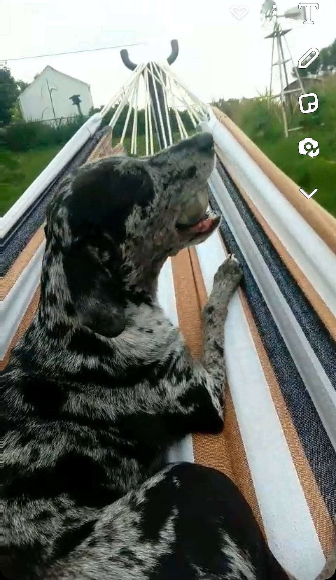 Millie is registered to the contest to win money with this photo: carnivore, claw, companion_dog, dog, dog_breed, domestic_short_haired_cat, felidae, fur, grass, guard_dog, herding_dog, plant, small_to_medium_sized_cats, sporting_group, tail, tree, whiskers, windshield, wood, working_animal