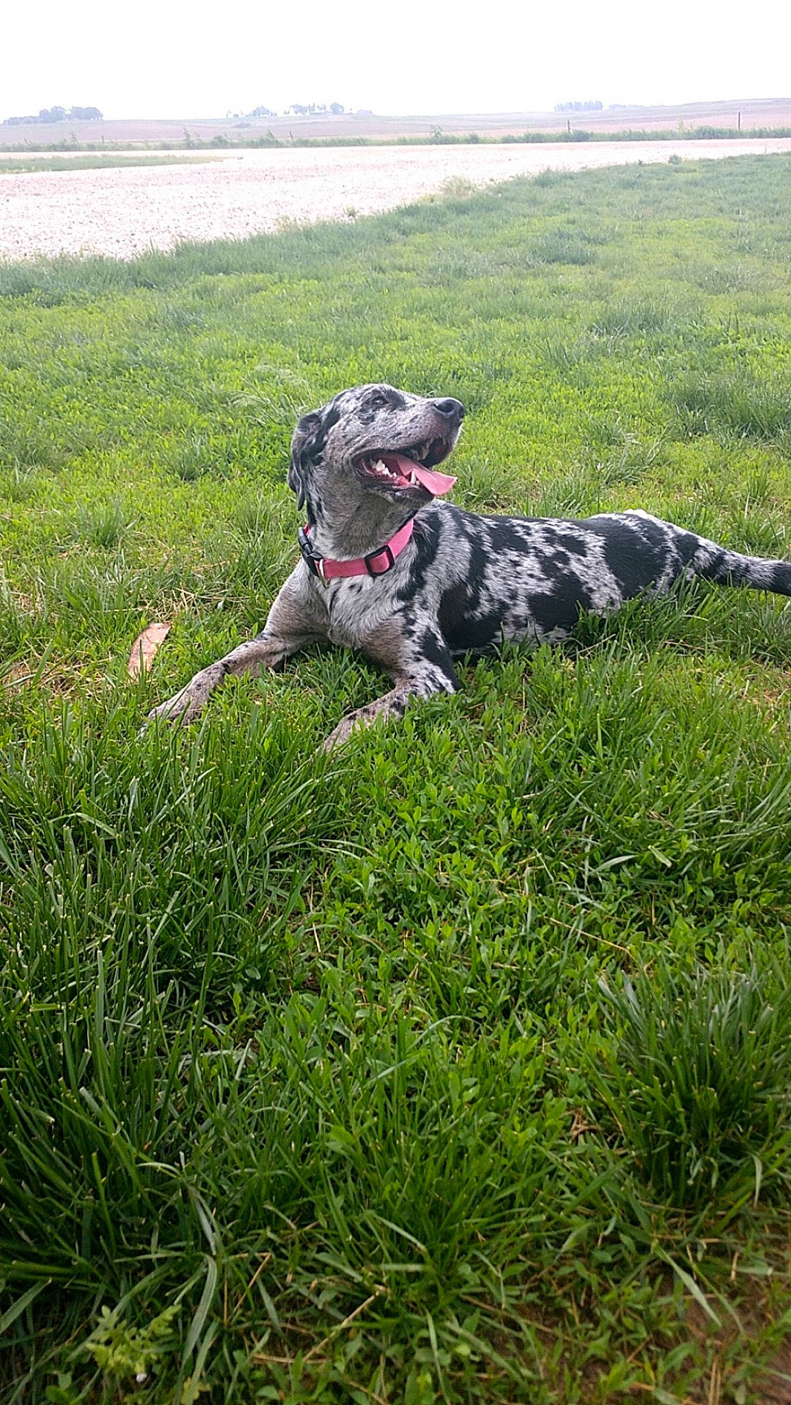 Millie joined the competition — help win amazing prizes! australian_cattle_dog, canidae, carnivore, collar, companion_dog, dog, dog_breed, grass, grassland, groundcover, guard_dog, herding_dog, hunting_dog, pasture, plant, pointing_breed, sporting_group, water_dog, working_animal, working_dog