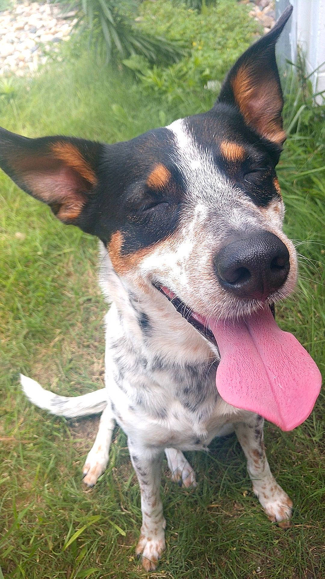 Eva is registered to the contest to win money with this photo: canidae, carnivore, collar, companion_dog, dog, dog_breed, dog_collar, dog_supply, fawn, grass, hunting_dog, plant, sporting_group, terrestrial_animal, terrier, whiskers, working_animal, working_dog