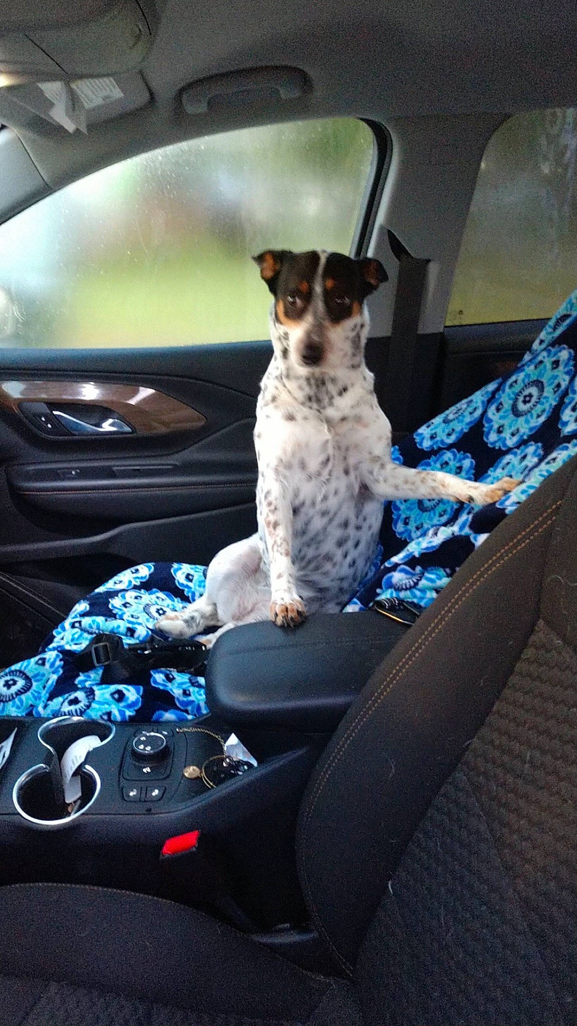 Eva joined the competition — help win amazing prizes! auto_part, automotive_design, automotive_exterior, automotive_mirror, automotive_window_part, car, car_seat, car_seat_cover, carnivore, companion_dog, dog, dog_breed, electric_blue, glass, motor_vehicle, personal_luxury_car, steering_wheel, vehicle, vehicle_door, windshield